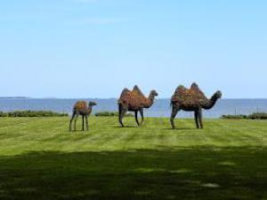 Camel Topiaries at Rough Point